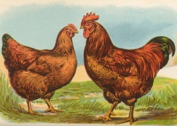 juneandthebeechickens.jpg